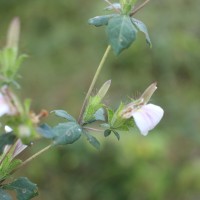 Blepharis maderaspatensis (L.) B.Heyne ex Roth